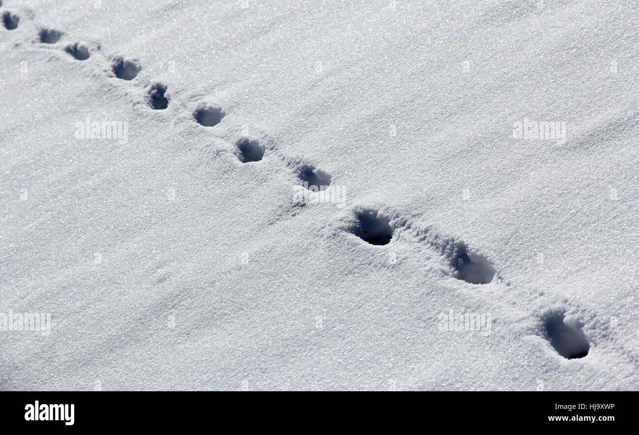 winter, sense, ice, snow, nature, tracks, footprints, footmarks, winter, sense, Stock Photo