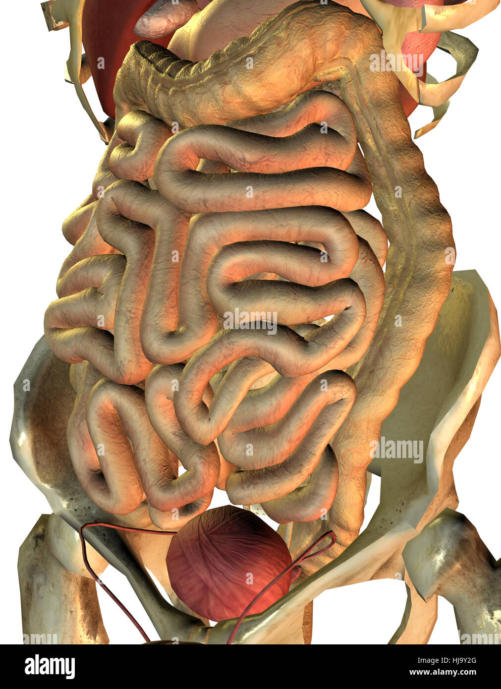 healthy internal organs from man Stock Photo