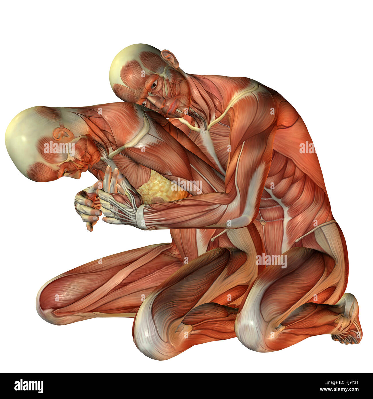 Anatomie mann frau