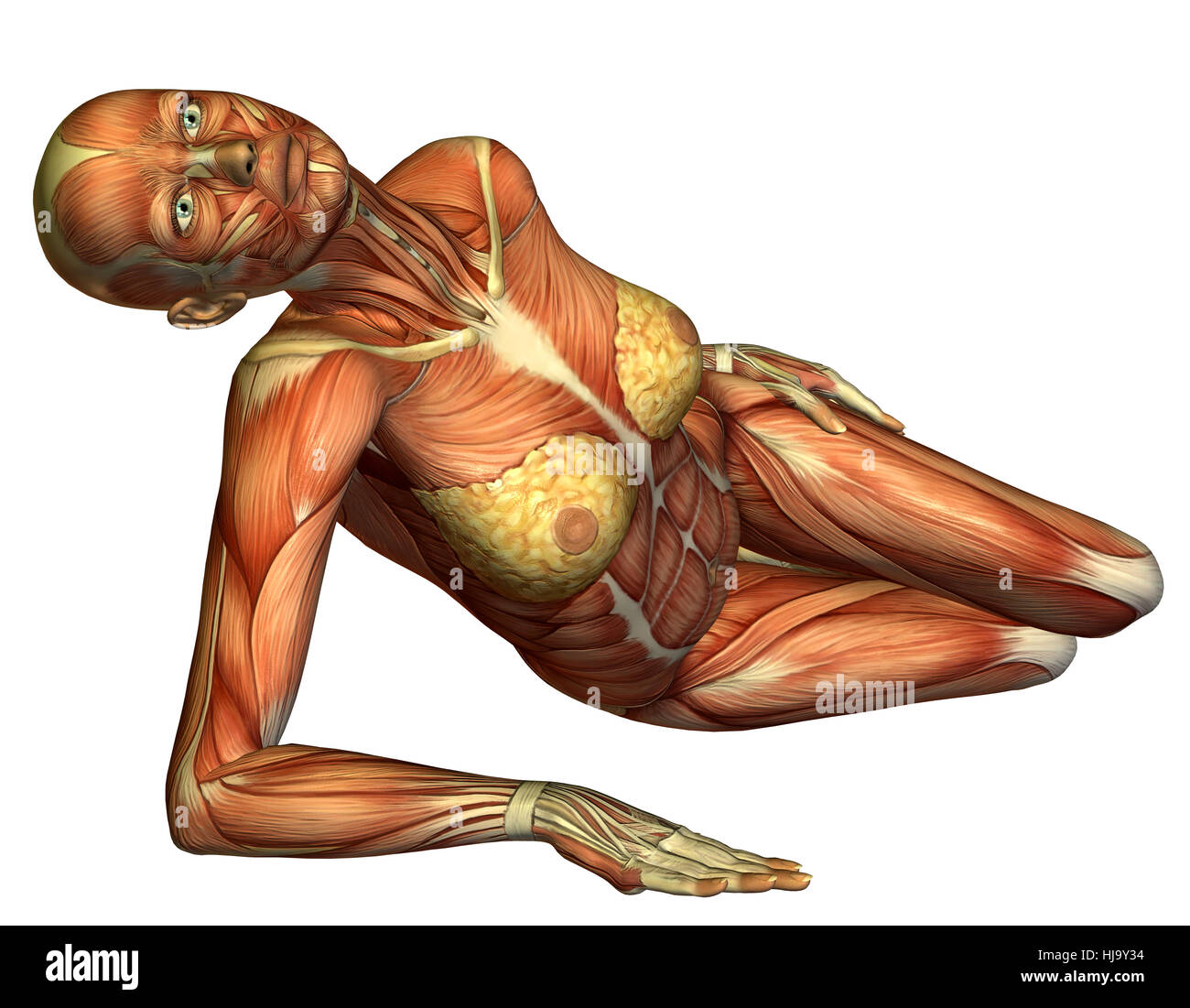 3D Rendering Muskel liegender weiblicher Körper Stock Photo - Alamy