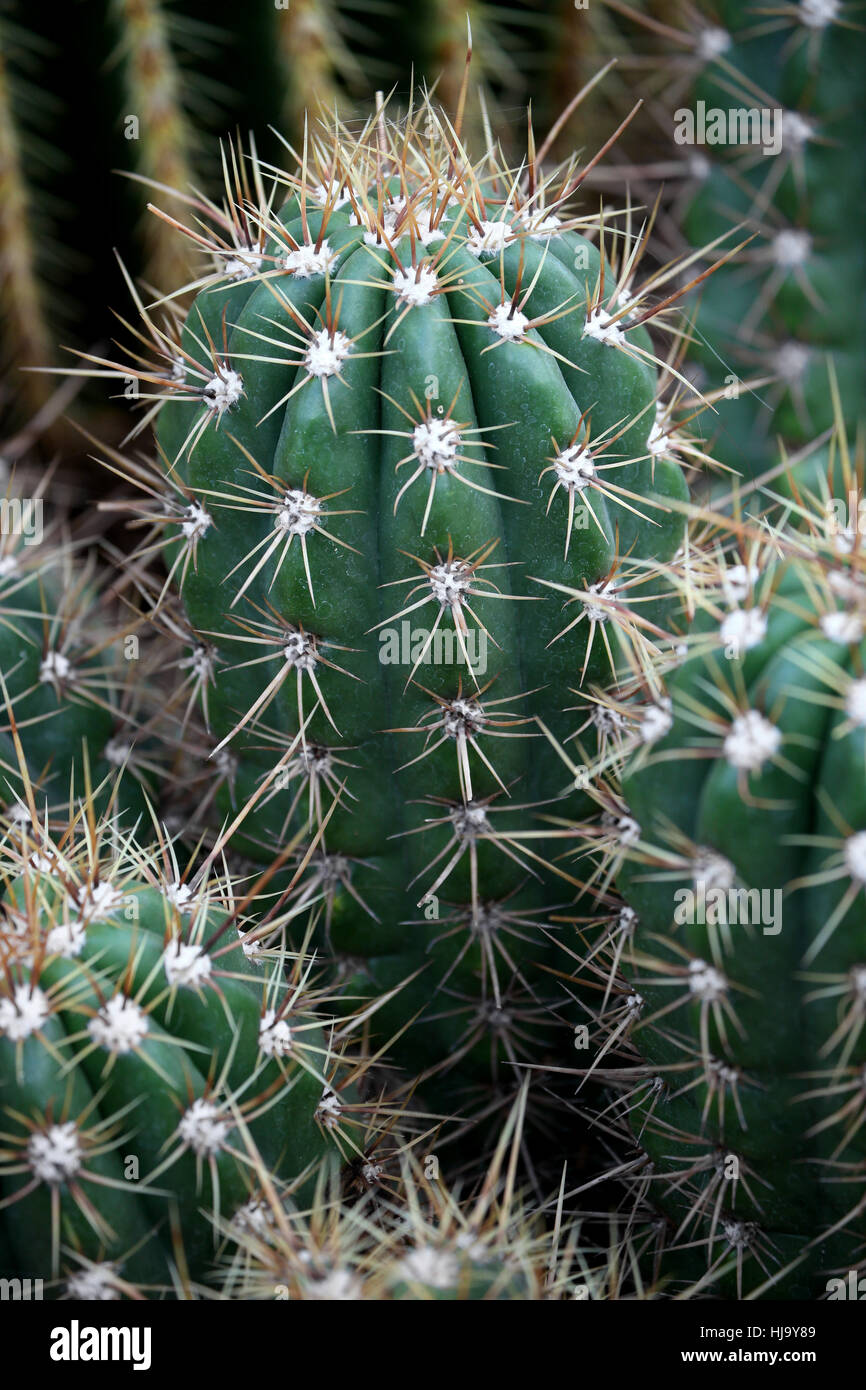 Green Hairs Thorns Cacti Cactus Sting Nature Prickle Milk Sperm Stock Photo Alamy