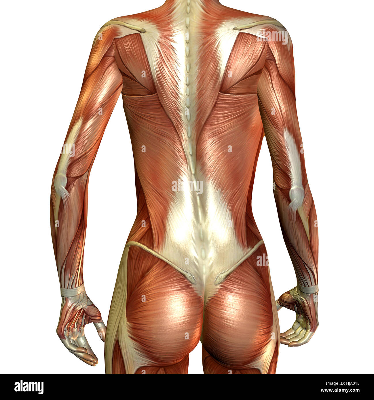 Anatomie rücken hi-res stock photography and images - Alamy, image size:1299x1390