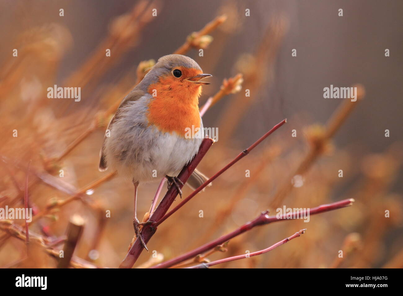 Little Bird Insects garden, bird, insects, birds, small, tiny, little, short, gardens Stock ...