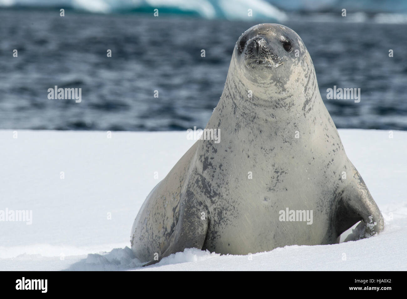 Crabeater seals on the ice. Stock Photo