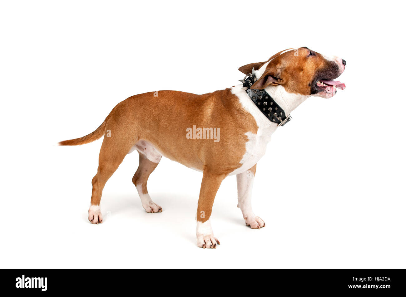 animal, dog, breed, canine, maddening, pert, coquettish, cute, friend, Stock Photo