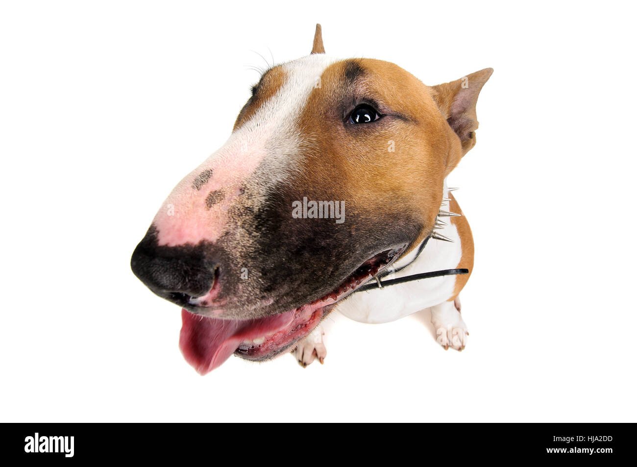 animal, dog, breed, canine, maddening, pert, coquettish, cute, friend, Stock Photo