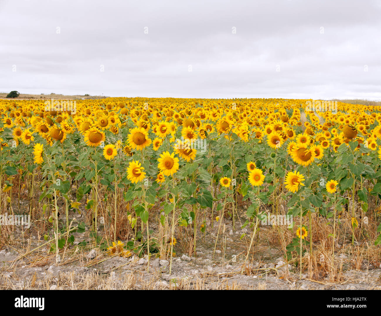 flower, flowers, plant, summer, summerly, sunflowers, spanish, scenery
