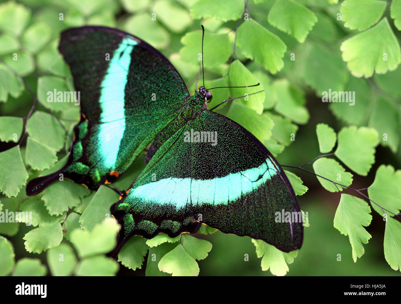 swallowtail, insect, green, fauna, asia, butterfly, striated, asiatic, exotic, Stock Photo