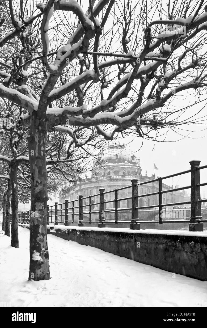berlin, middle, sycamore, pre, tree, winter, bridge, berlin, middle, sycamores, Stock Photo