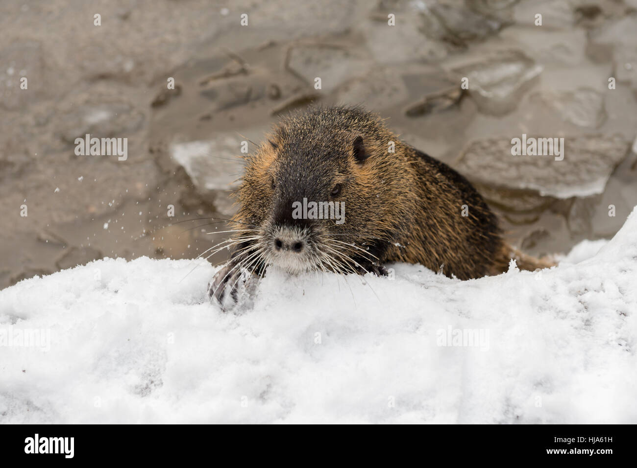 rodent, mammals, gnawers, river, water, nutria, nutrias, immigranten, fluesse, Stock Photo