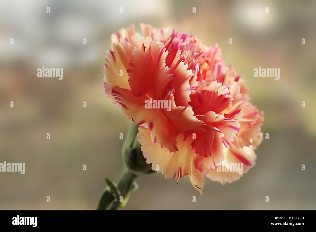 carnation / dianthus Stock Photo Alamy