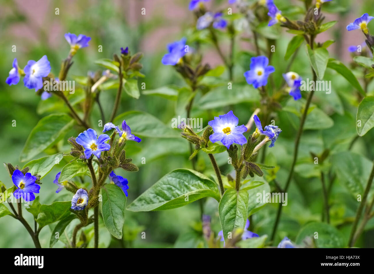 Browallia grandiflora - Bush-violet, Browallia grandiflor a blue wildflower Stock Photo