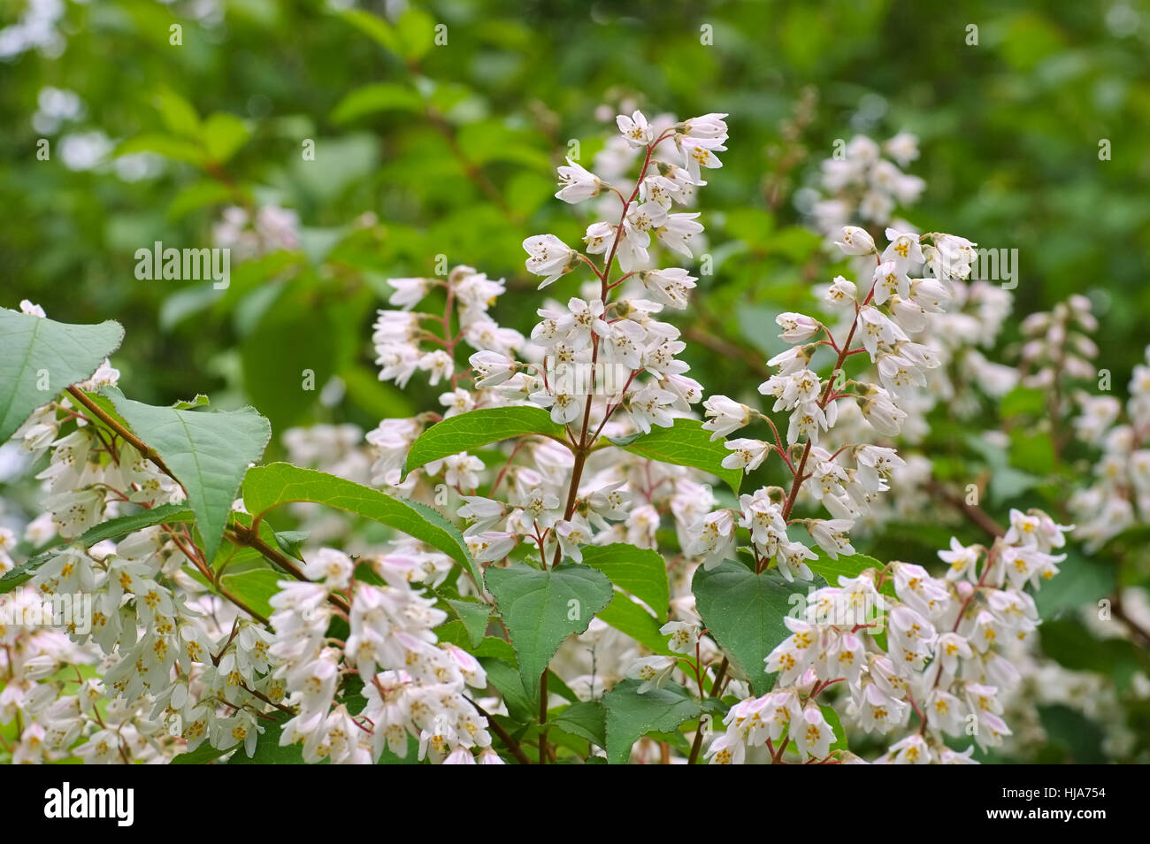 Deutzia crenata, white blooming shrub Stock Photo