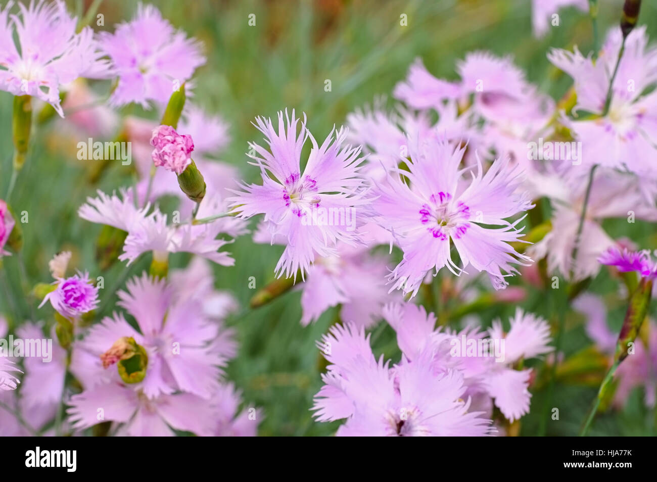 Dianthus plumarius, pink carnation family flowers Stock Photo Alamy