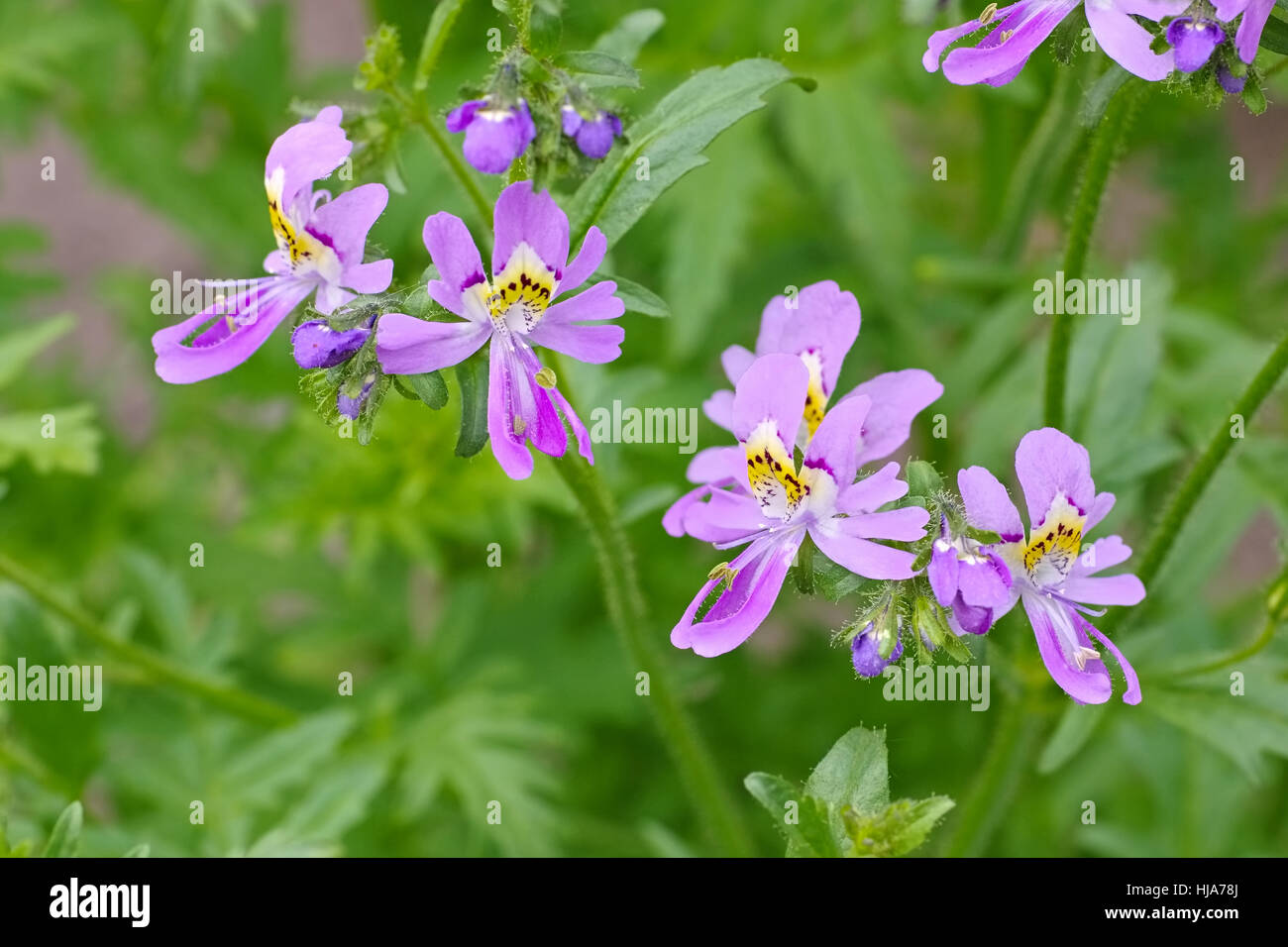 small butterfly, Schizanthus pinnatus a nice flower Stock Photo