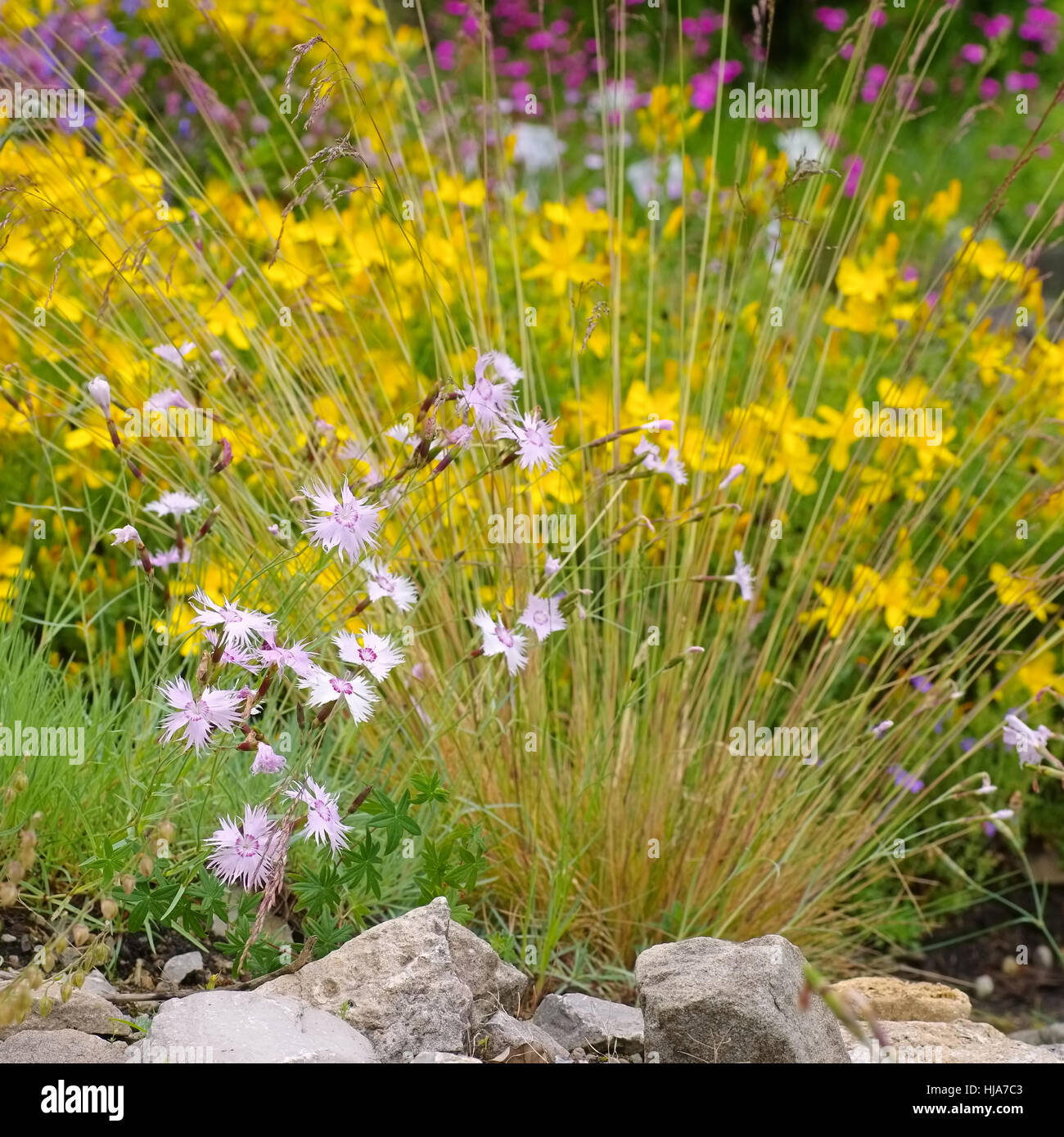 Hypericum olympicum and Dianthus plumarius, small wildflowers Stock Photo