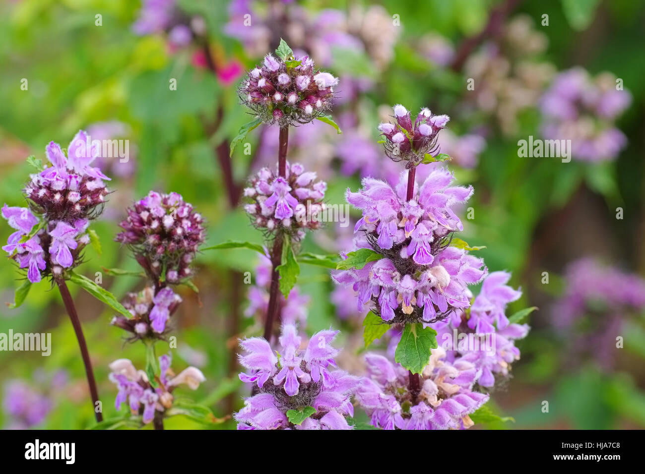 Phlomis maximowiczii a purple wildflower Stock Photo