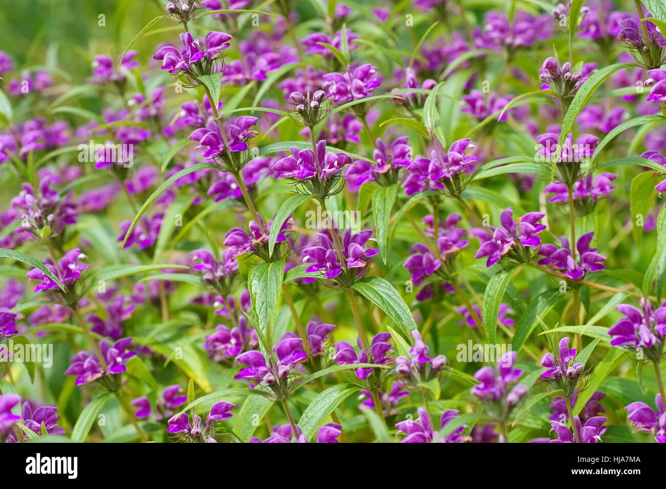 Phlomis herba-venti, a purple wildflower Stock Photo