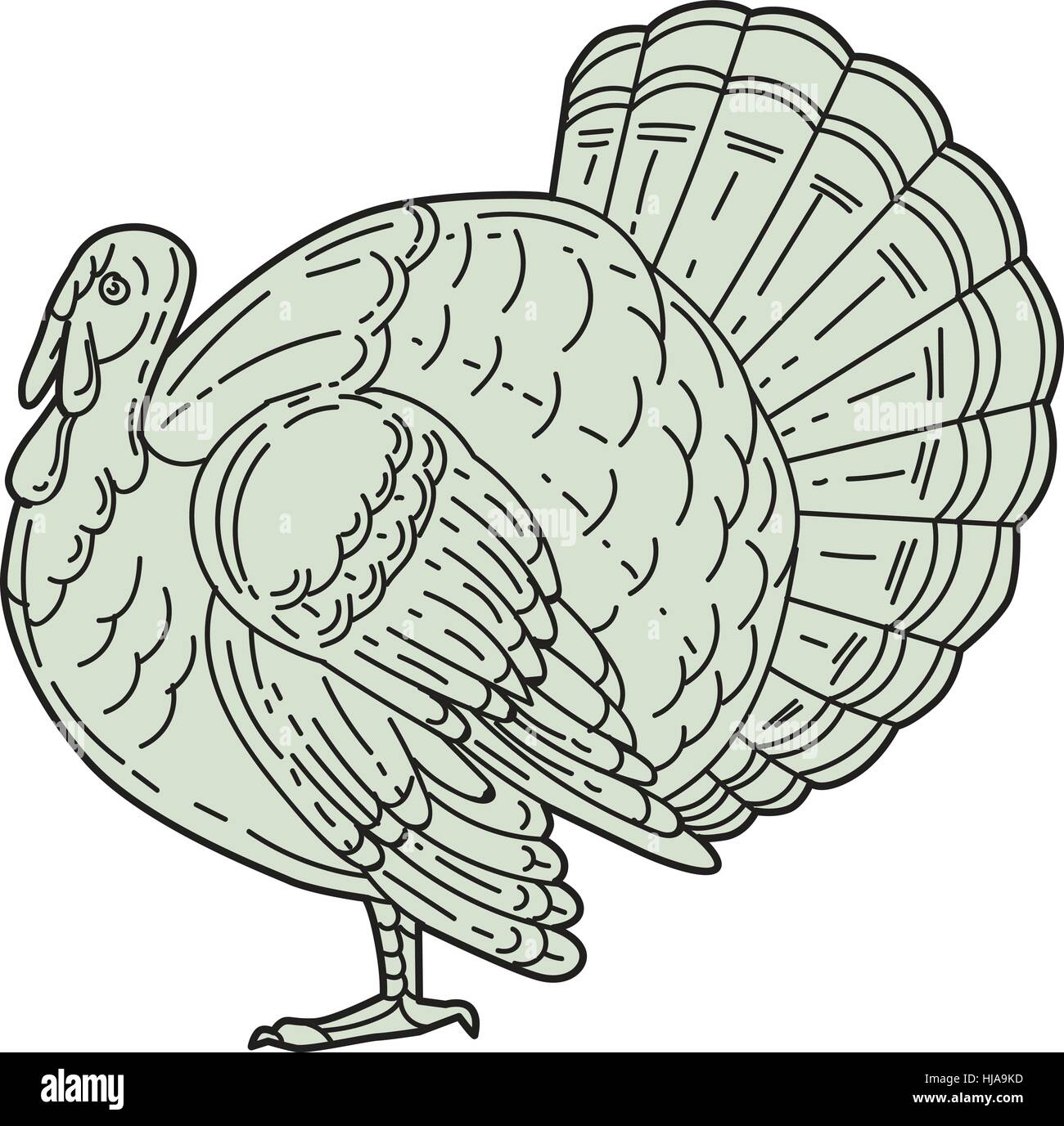 Mono line style illustration of a wild turkey viewed from the side set on isolated white background. Stock Vector