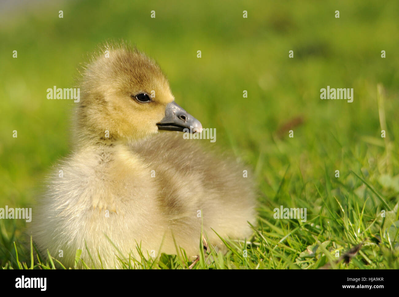 chick, goose, brant, bird, birds, spring, offspring, duck, chick, goose, animal Stock Photo