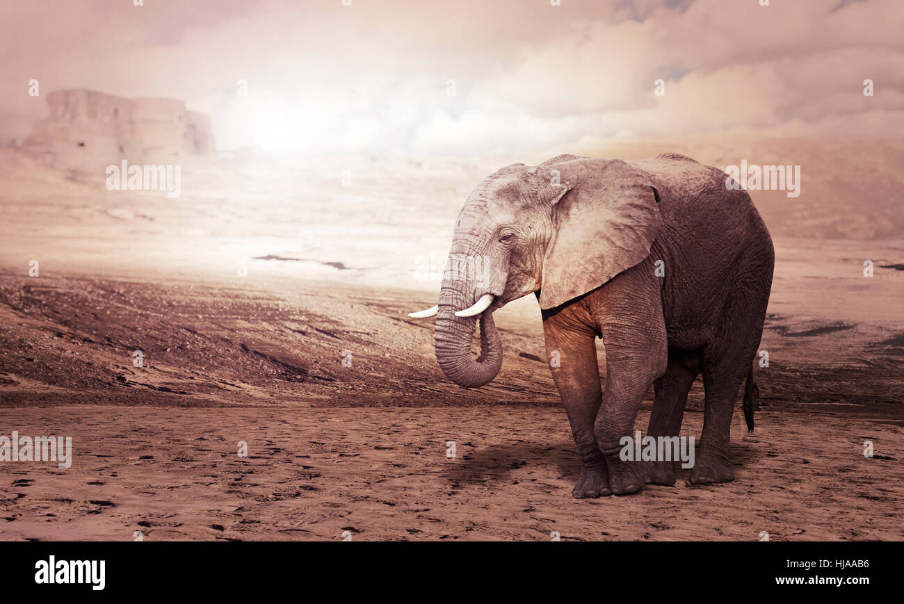 walking african elephant in desert Stock Photo Alamy