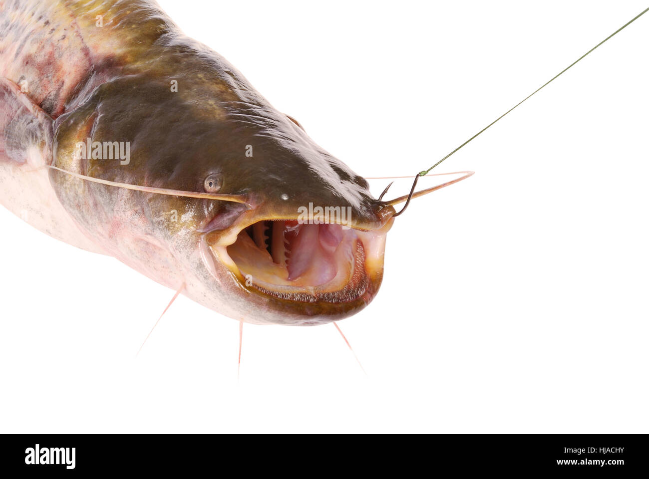 Catfish on the hook isolated on white. Clipping path inside Stock Photo -  Alamy