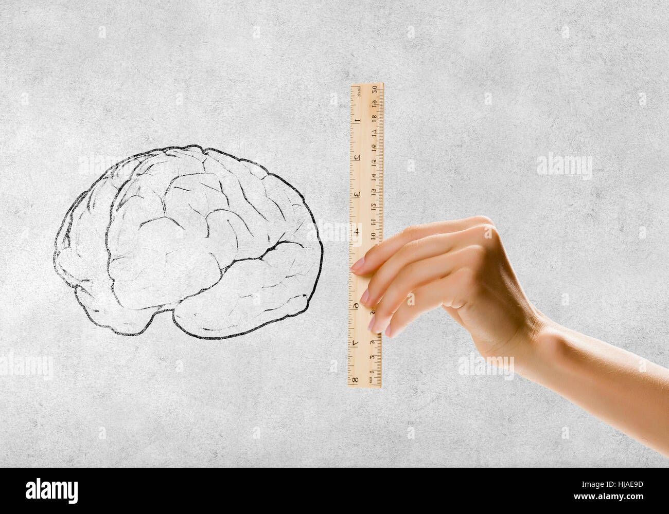 Brain Ruler Close up of people hands measuring brain with ruler hi-res stock ...