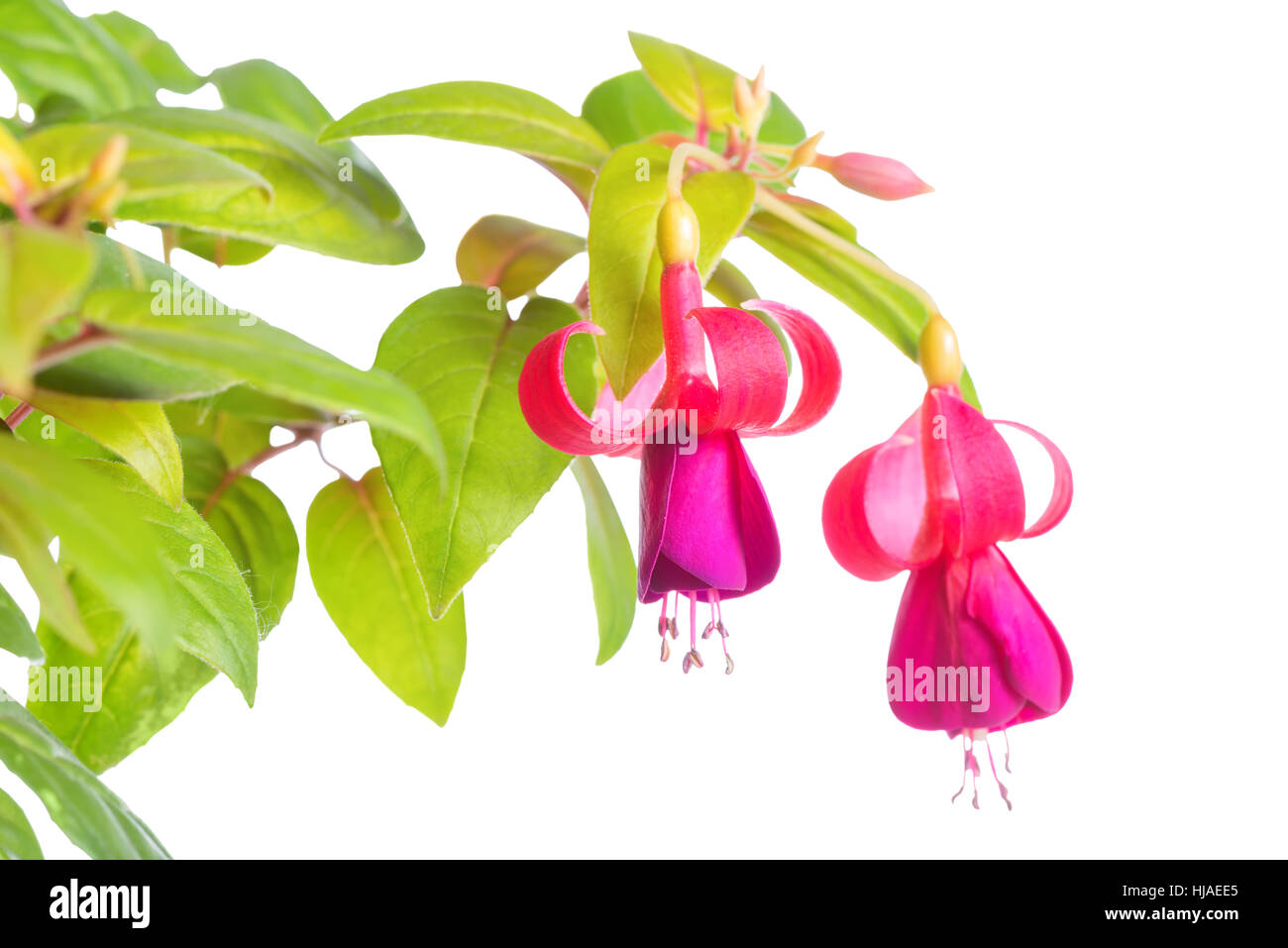 blooming beautiful twig of lilac and red fuchsia flower is isolated on white background,`Green and Gold`, closeup Stock Photo