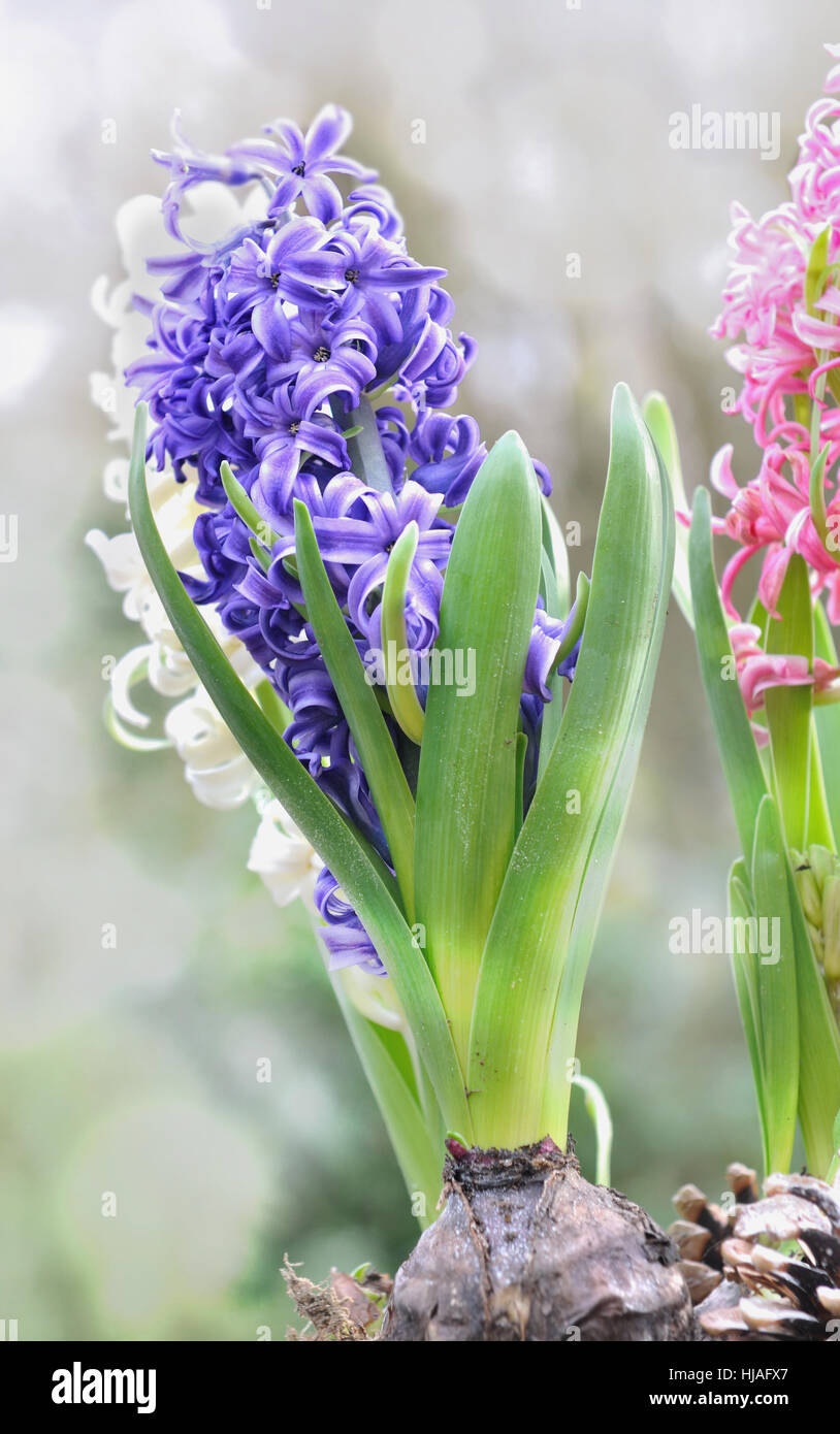 pretty blue hyacinths in garden Stock Photo - Alamy
