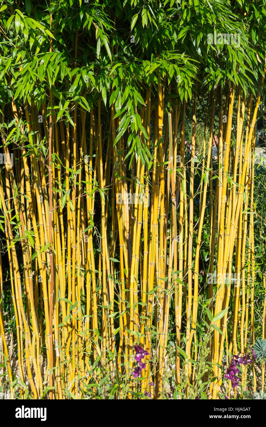 Bamboo plant growing in Memorial Gardens, Crawley, West Sussex, England, United Kingdom Stock Photo