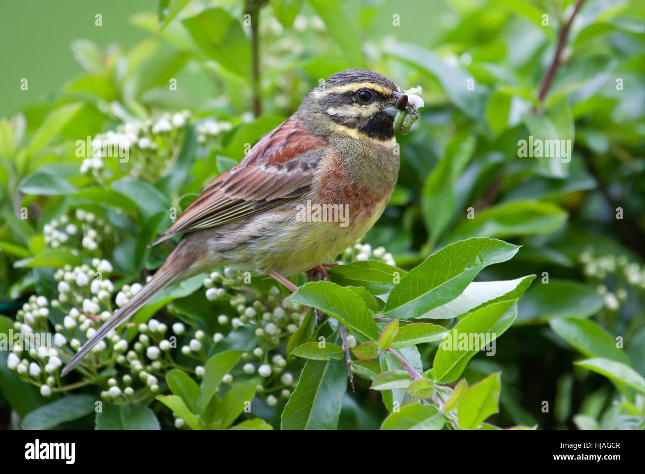 garden, animal, bird, wild, spring, bouncing, bounces, hop, skipping