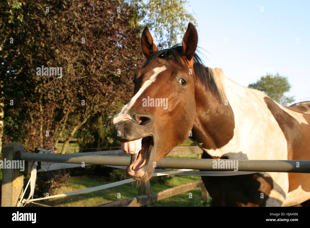 horse, stallion, gelding, mare, foal, browner, horse, portrait, steps