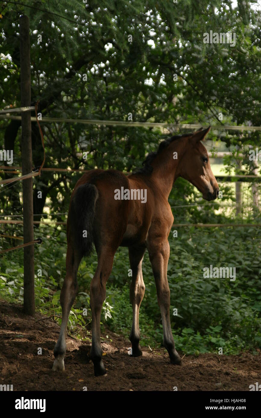 horse, stallion, gelding, mare, foal, browner, horse, portrait, steps