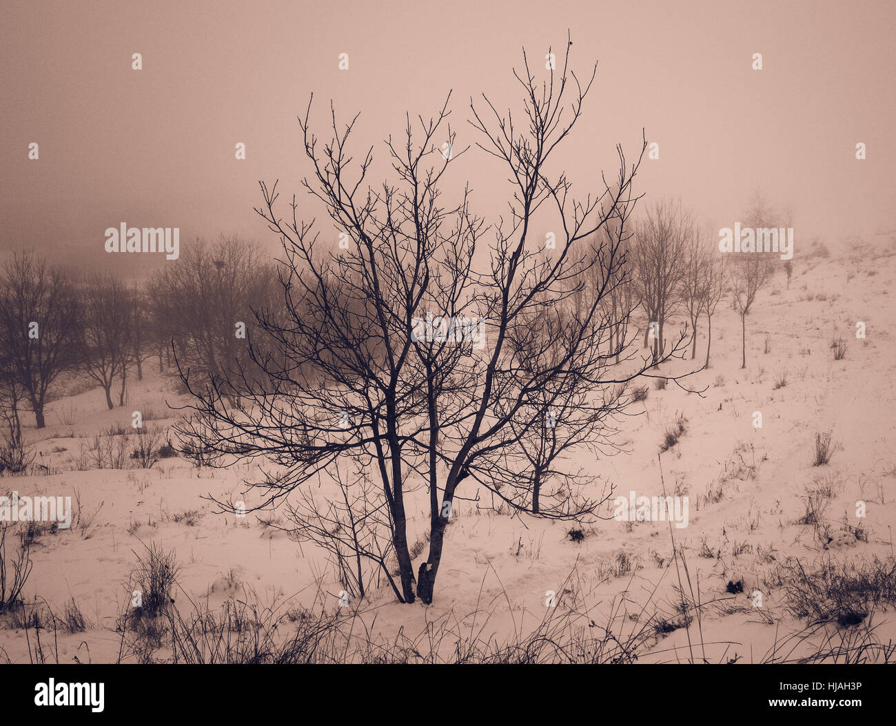 lonely tree on a foggy day in winter, retro Stock Photo - Alamy