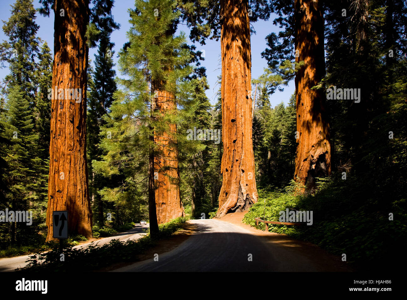 tree, trees, park, california, america, forest, tree, trees, park, wood