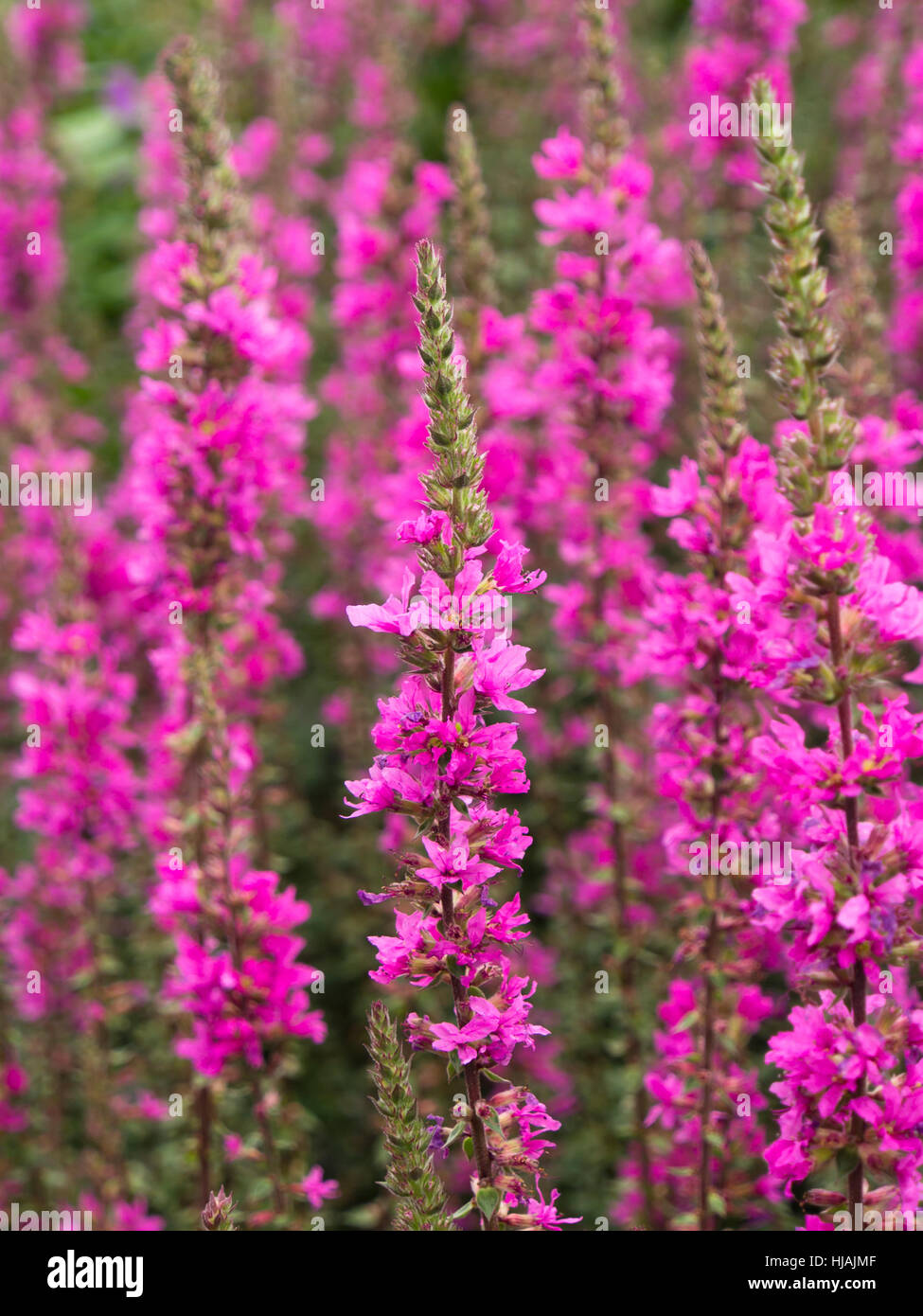 Cultivated Lythrum salicaria, purple loosestrife, closeup of a colourful addition to the botanical garden in Oslo Norway Stock Photo