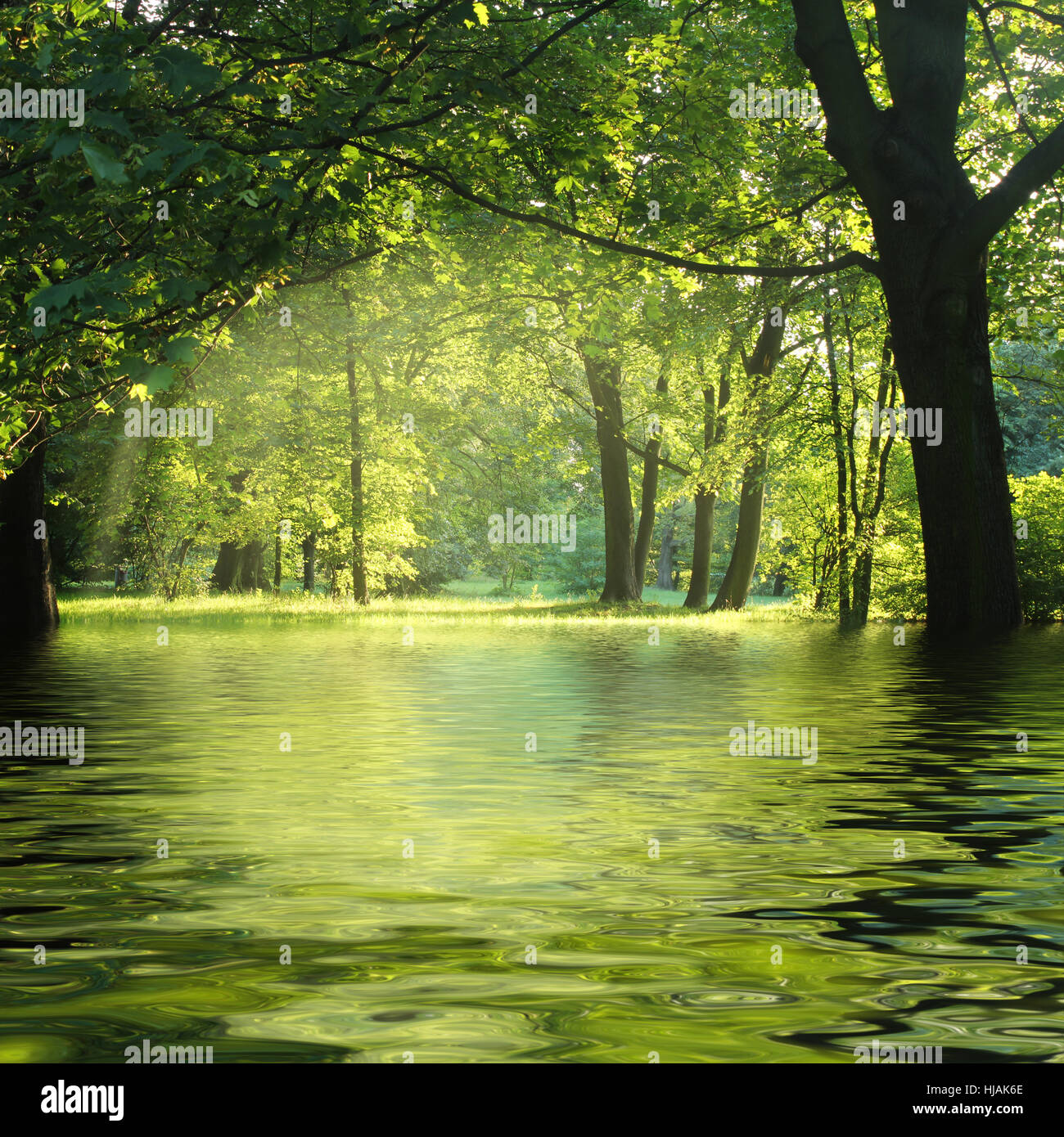 Forest and stream magazine hi-res stock photography and images - Alamy
