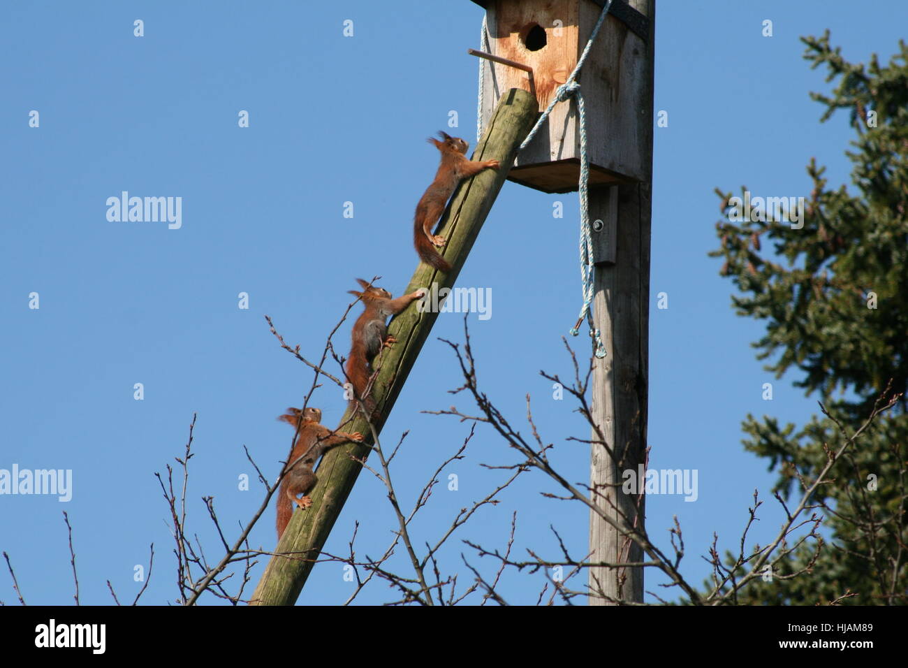 three, squirrel, gnawers, descendants, animal child, familiy, family, siblings, Stock Photo