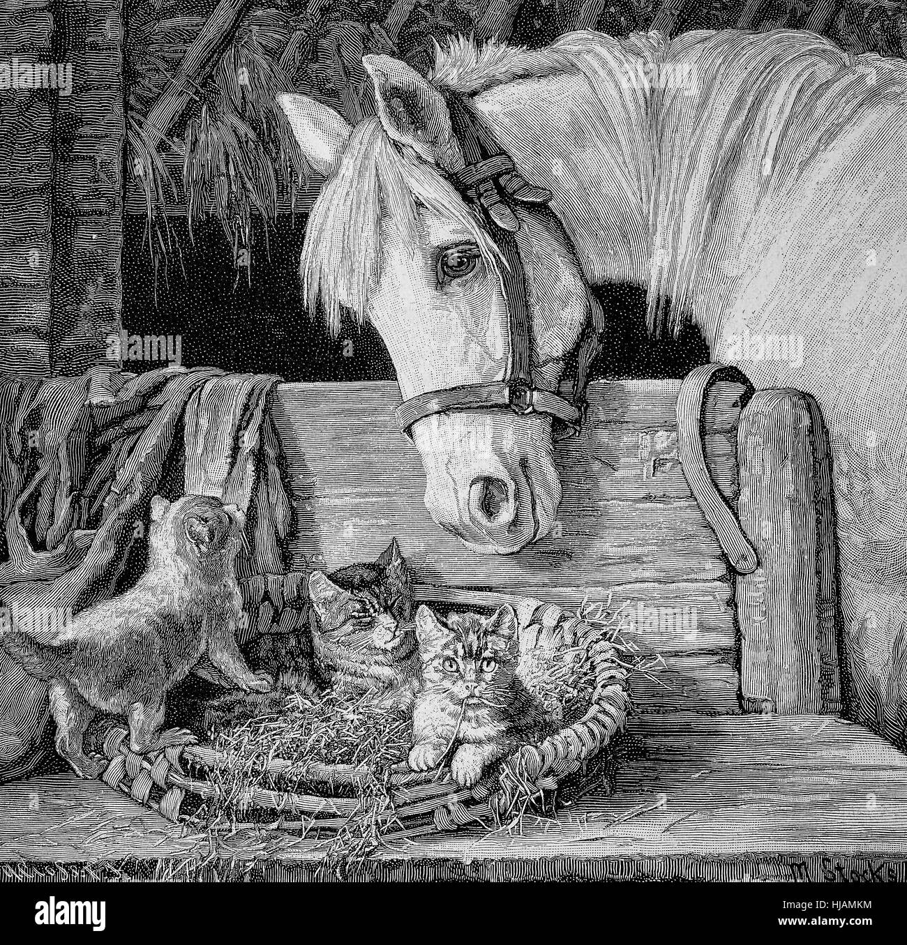 kittens and a horse as friende, young cats and a white horse in the stable, historical image or illustration from the year 1894, digital improved Stock Photo