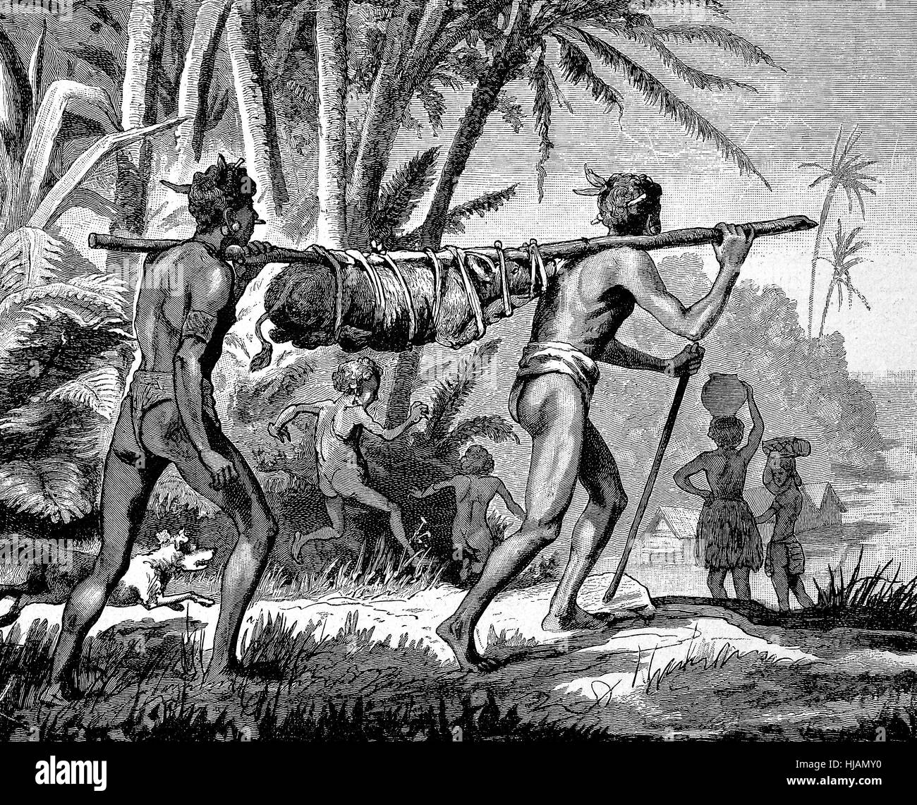 Transport of a living pig, to the market, in New Guinea, agriculture, natives, historical image or illustration from the year 1894, digital improved Stock Photo