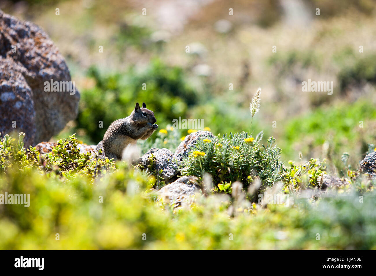 california ground squirrel (otospermophilus beecheyi) Stock Photo