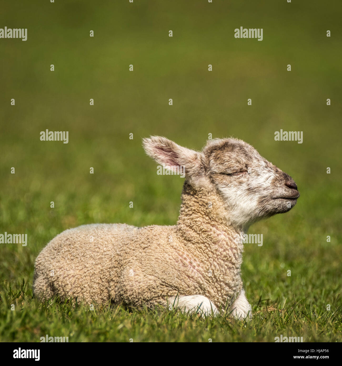 Sleeping Lamb, Challock, Kent, England, UK Stock Photo
