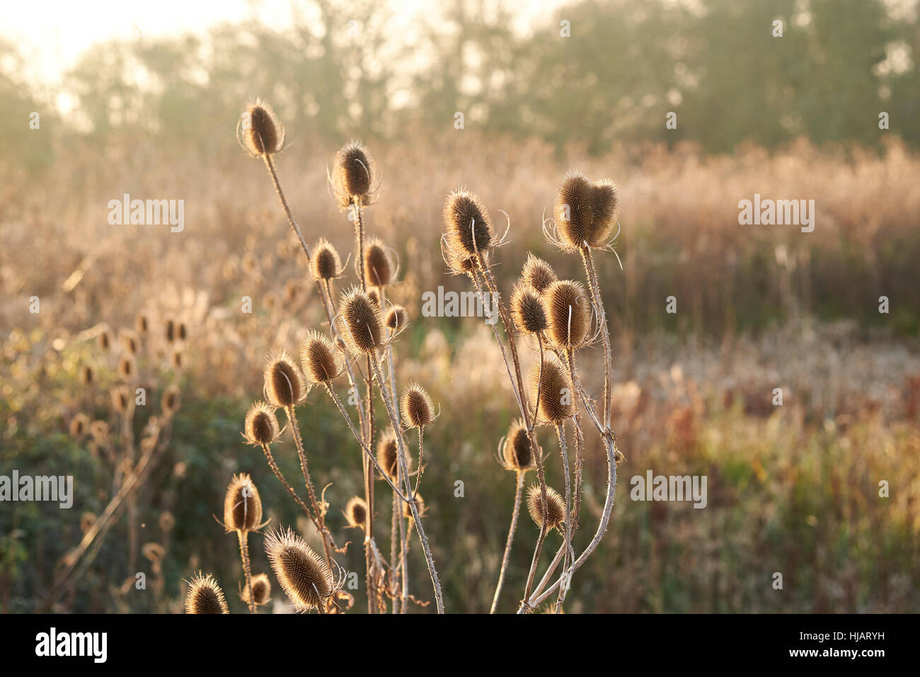 Teasel (Dipsacus fullonum) plants during winter dieback displaying dead conical flower heads and dried out stems. England, UK. Stock Photo