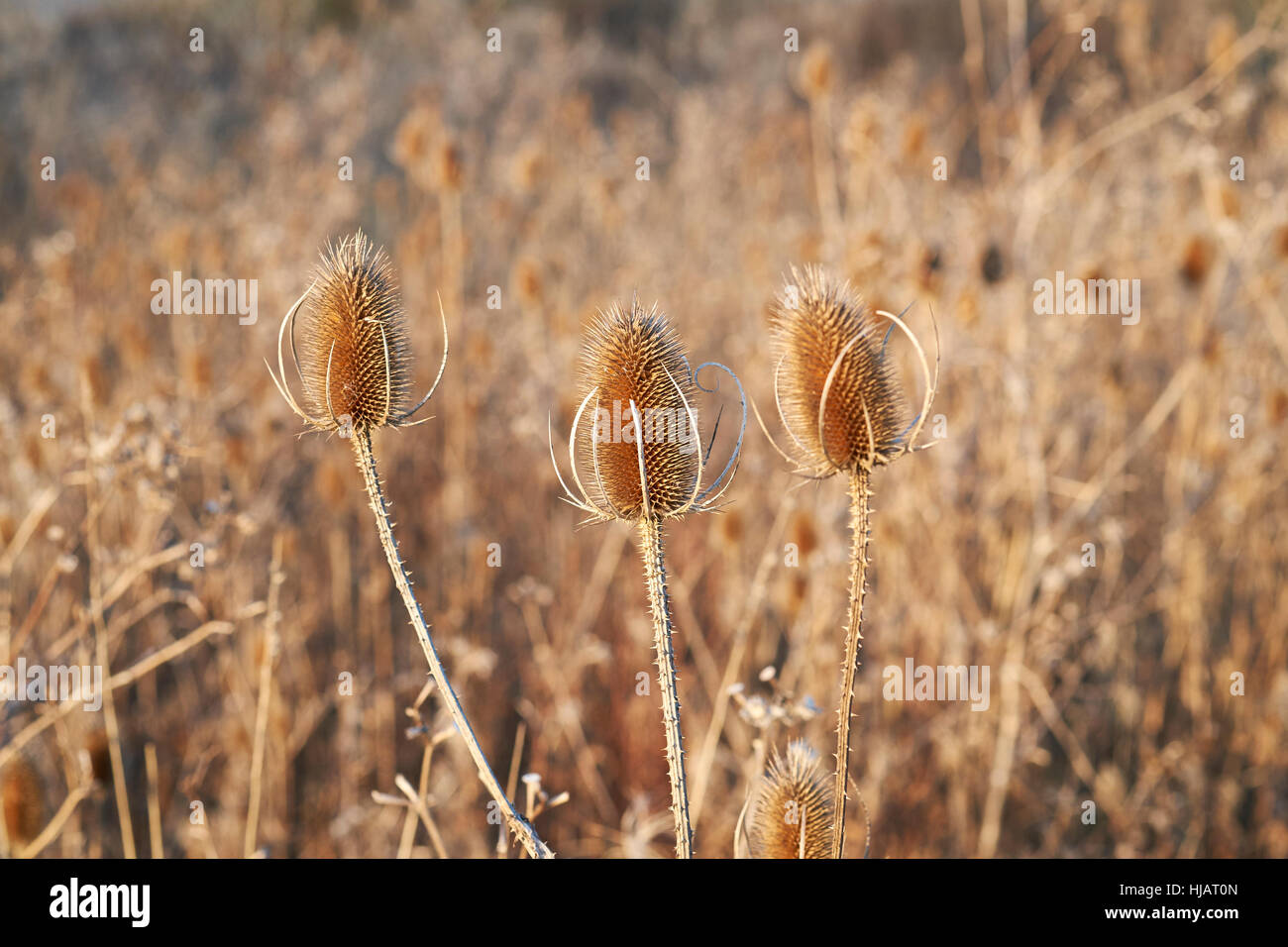 Teasel (Dipsacus fullonum) plants during winter dieback displaying dead conical flower heads and dried out stems. England, UK. Stock Photo