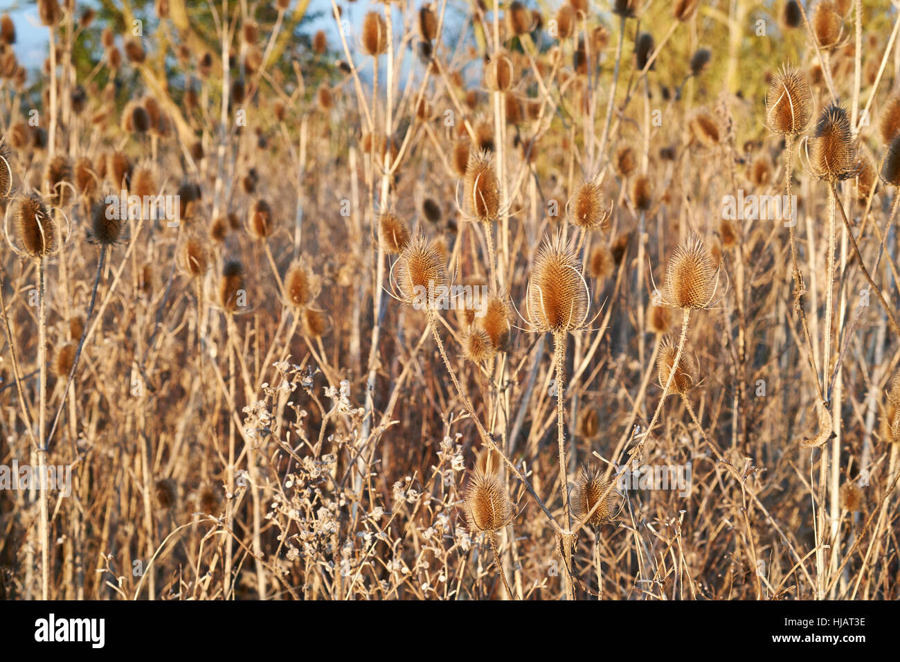Teasel (Dipsacus fullonum) plants during winter dieback displaying dead conical flower heads and dried out stems. England, UK. Stock Photo