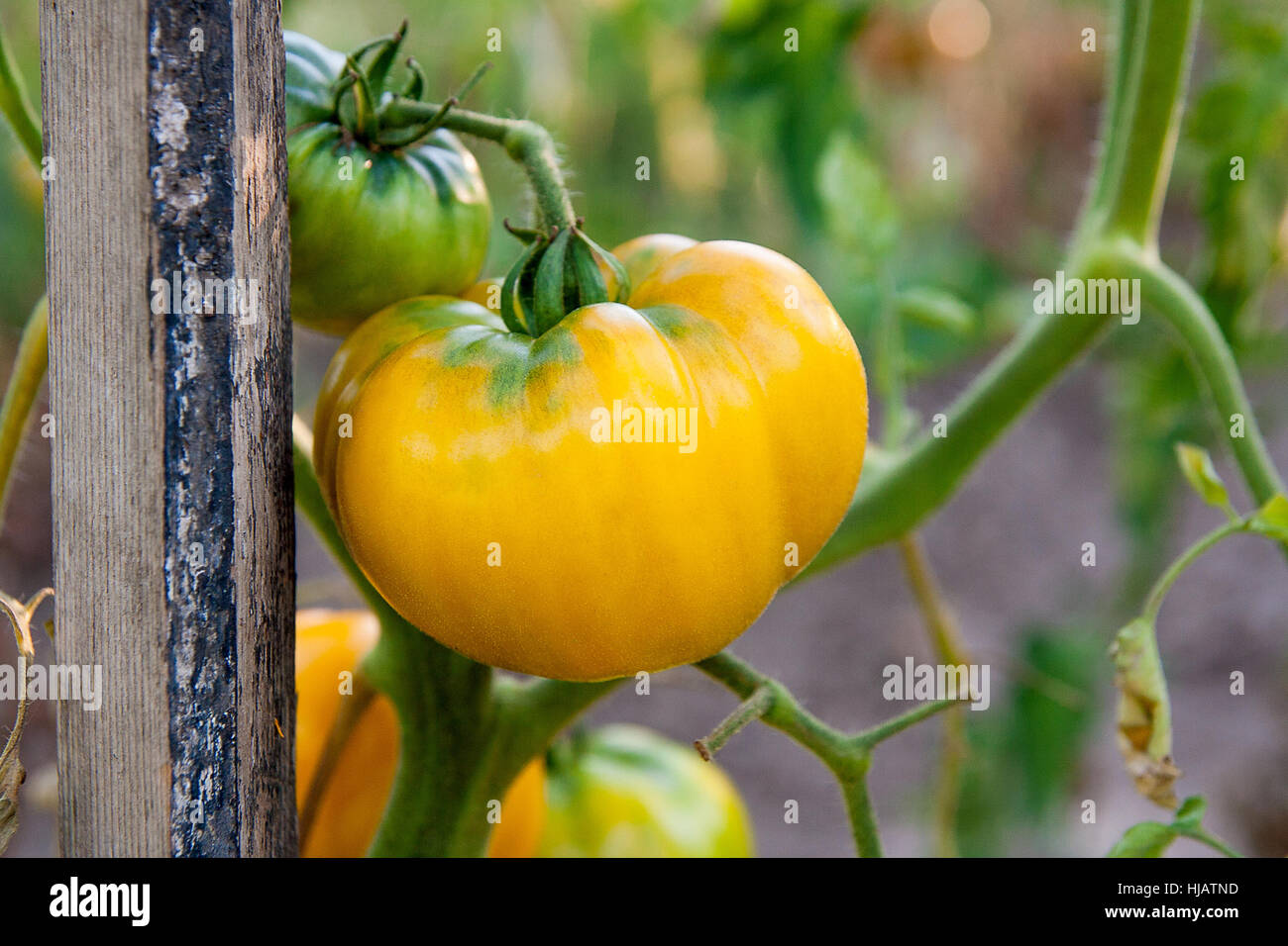 Yellow and green organic tomatoes plant. Giant tomatoes growing on the branch. A healthy branch of colorful tomato ripening in the organic farm. Stock Photo