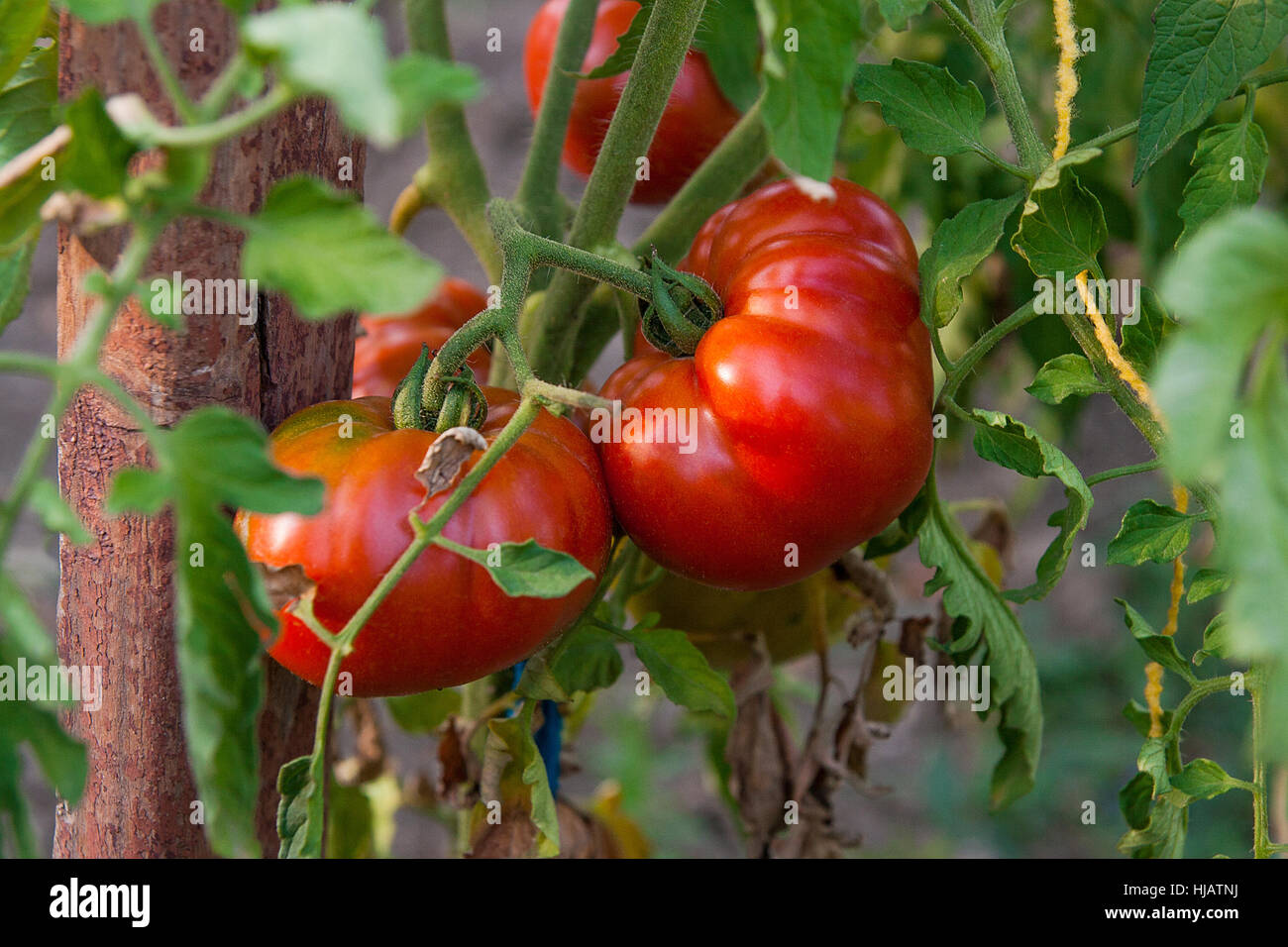Red and green organic tomatoes plant. Giant tomatoes growing on the branch. A healthy branch of colorful tomato ripening in the organic farm. Stock Photo