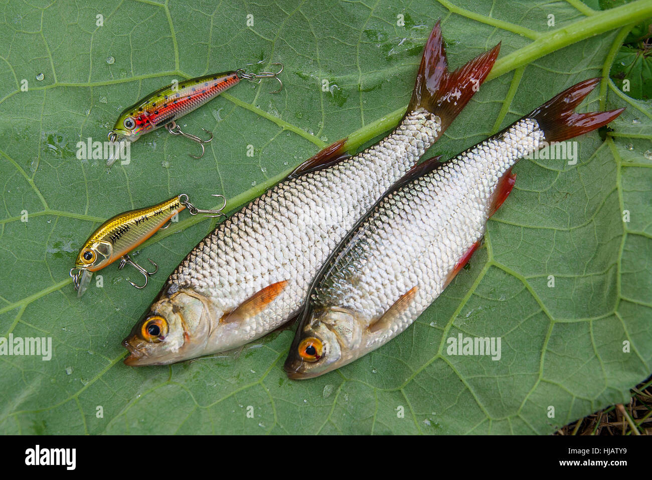 Bait for fishing hi-res stock photography and images - Page 16 - Alamy