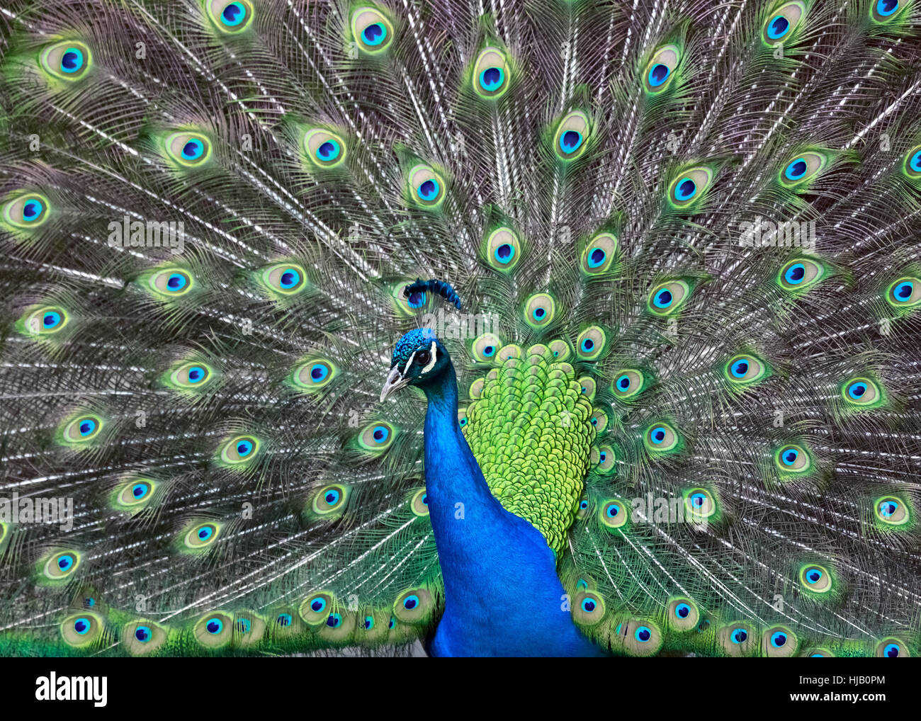 beautiful, beauteously, nice, bird, tail, open, tropical, peacock Stock ...