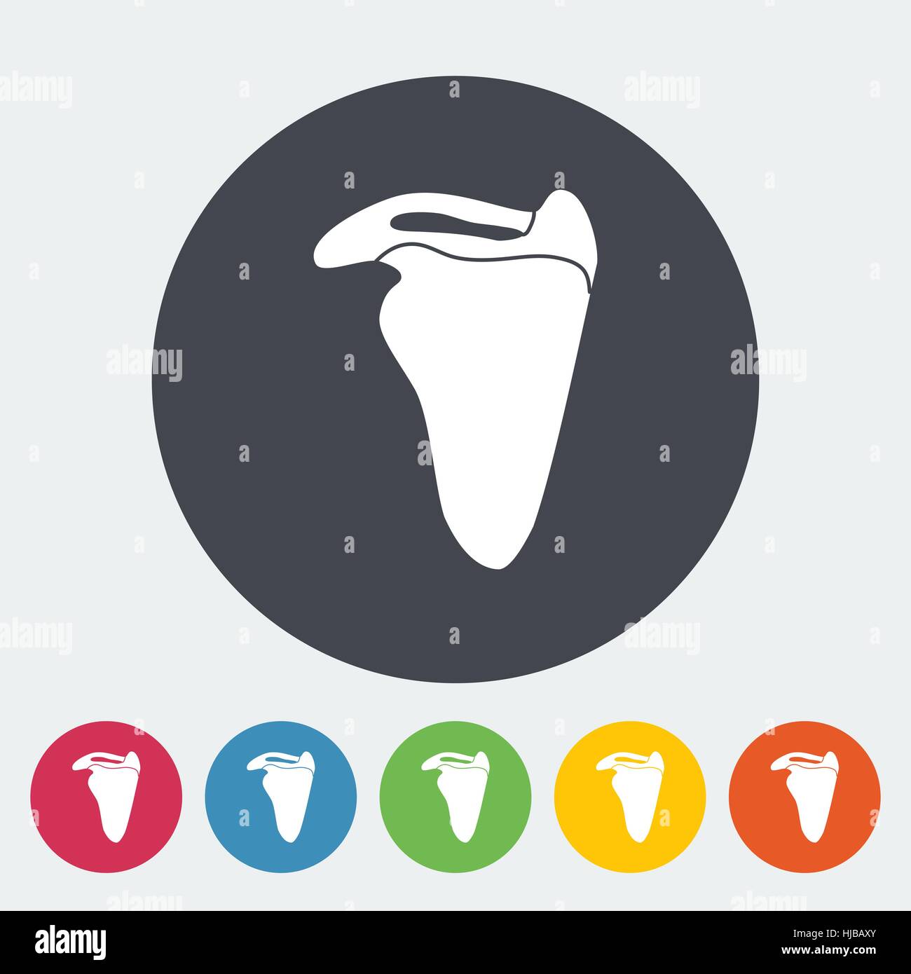 Scapula. Single flat icon on the circle. Vector illustration Stock ...